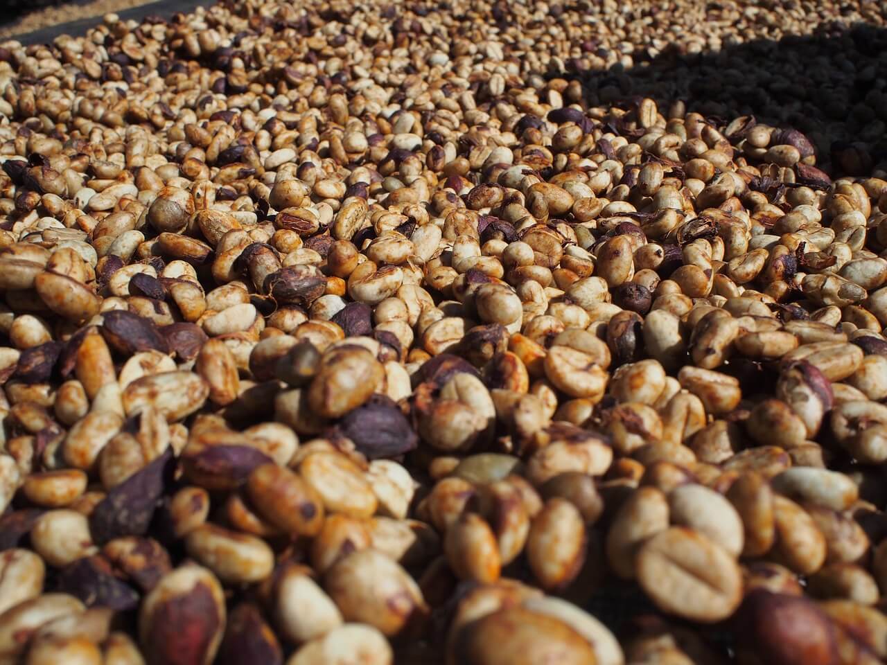 verarbeitung kaffeebohnen